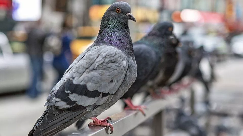 Pigeons &amp; diseases