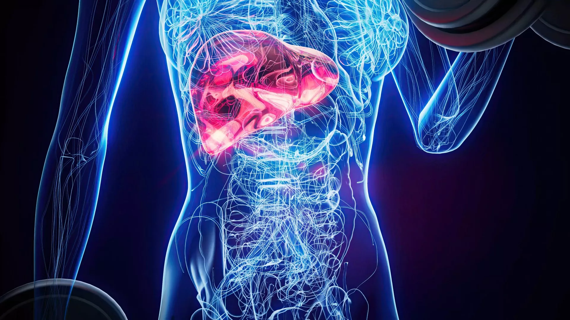 liver